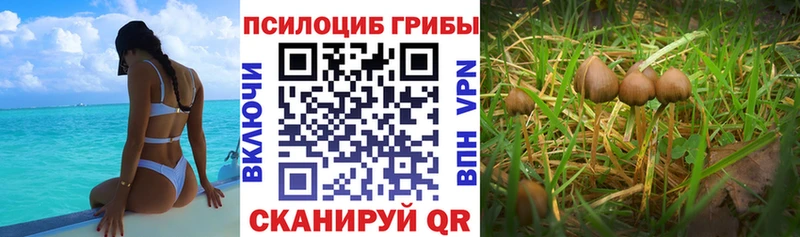 Купить где  Болотное  Псилоцибиновые грибы мицелий 
